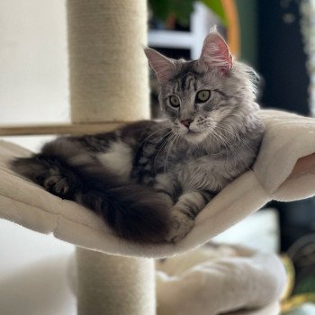 Silver Femelle Maine coon