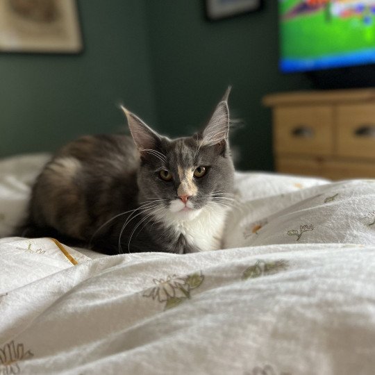 Tyr Femelle Maine coon