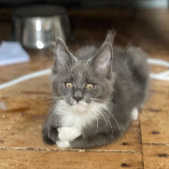 Ubé de Lagertha Mâle Maine coon
