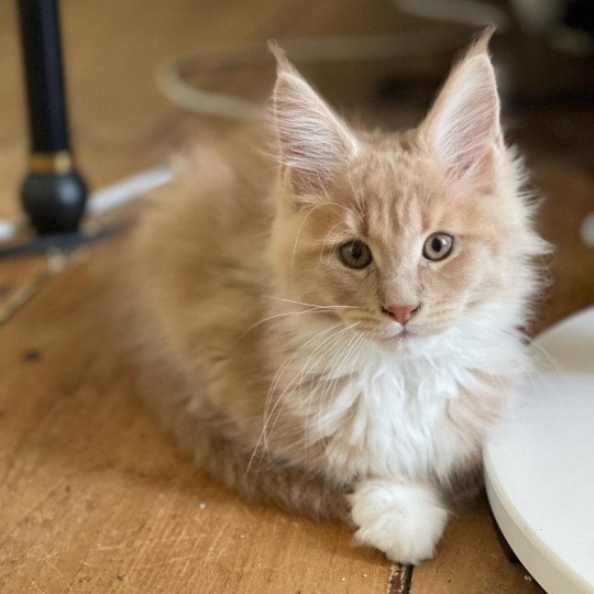Umami de Lagertha Mâle Maine coon